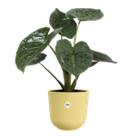jazz rond 30cm cream yellow (1)